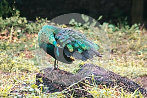 Peacock standing on a rock Clean body hair