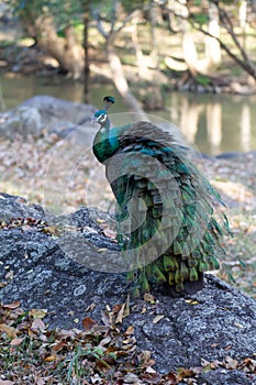 Peacock standing on the rocks