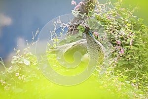 Peacock standing on the rooftop looking around the natures beauty like cloud,plant,small creeps and pink flowers