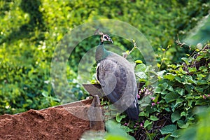 Peacock standing on the rooftop turns around to look at the beauty of the garden