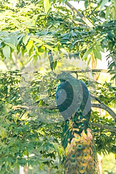 Peacock standing on the tree