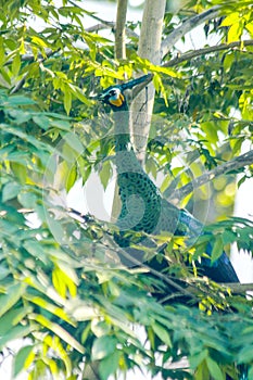 Peacock standing on the tree