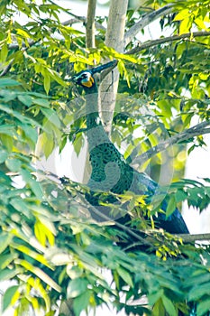Peacock standing on the tree