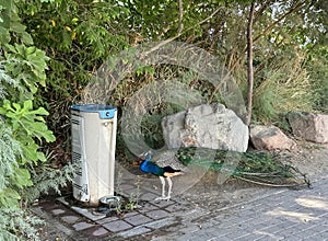 Peacock stands next to a drinking water fountain