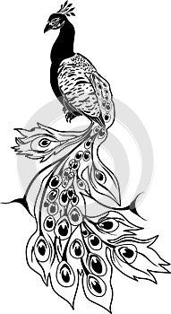 Peacock stencil design black doodle print, engraved retro pattern decorative design tattoo black and white filigree calligraphic