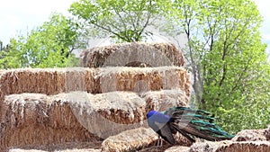 Peacock on Straw Bales Fluffing Feathers