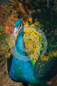 Peacock with a straw in its beak