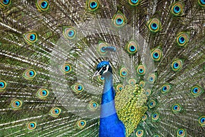 Peacock with stretched feathers, beautiful colorful bird, detail