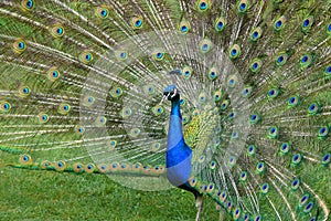 Peacock with stretched feathers, beautiful colorful bird, detail