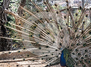 The Peacock Strut