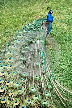 Peacock Strut photo