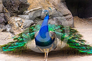 peacock struts his magnificent tail