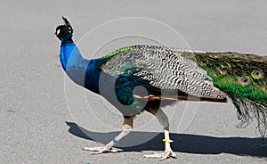 Peacock Strutting across the Road