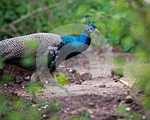 Peacock strutting confidently along a rustic path, its tail feathers fanned in a rainbow of colors