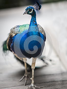Peacock Strutting his stuff