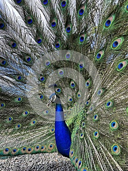 Peacock strutting his stuff