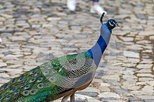 Peacock on a summer day in Lisbon