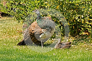 Peacock Sunning With Chick