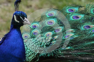 Peacock tail