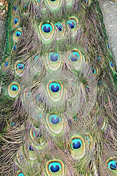 The peacock tail