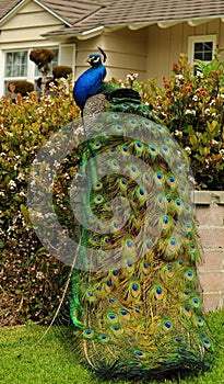 Peacock tail