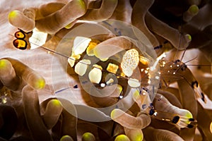 peacock-tail anemone commensal shrimp