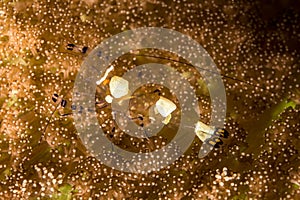 peacock-tail anemone shrimp
