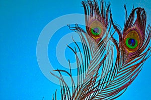 peacock tail on blue background,birds feathers on blue background,copy space, text writing space,peacocks tail arts photo