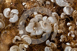 Peacock tail brown algae, Padina pavonica