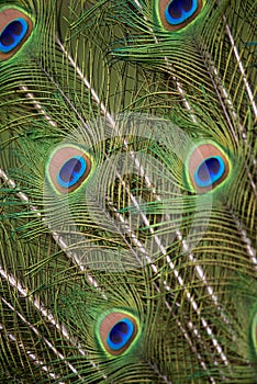 Peacock Tail Detail