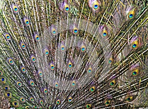 peacock tail details