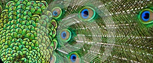 Peacock tail feather in detail