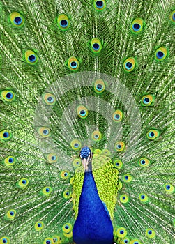 Peacock with tail feathers