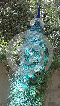 Peacock Tail feathers