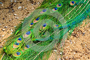 Peacock tail feathers forming a pattern filling the frame