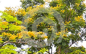 Peacock Tail Flower in Chatuchak Park, Bangkok, Thailand, a place to visit and relax 1