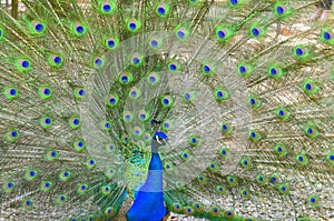 Peacock tail hypnosis