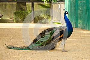 Peacock with tail lowered. Side view