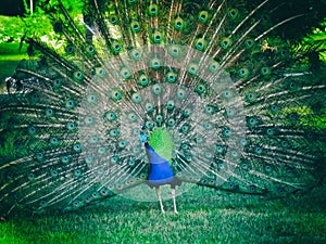 Peacock with tail oben awesome colors