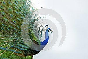 Peacock with tail in plume spread