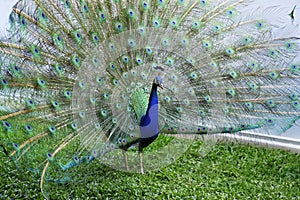 Peacock with tail in plume spread