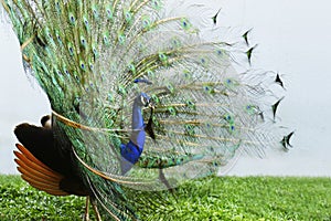 Peacock with tail in plume spread
