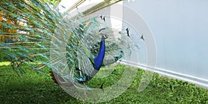 Peacock with tail in plume spread