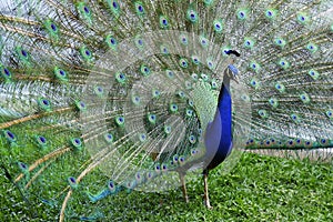 Peacock with tail in plume spread