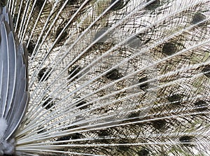 Peacock tail, rear view