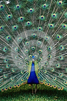 Peacock with Tail Spread