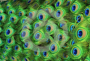 Peacock Tailfeathers
