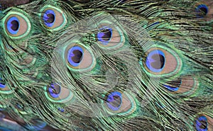 Peacock Tailfeathers
