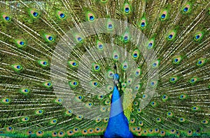 Peacock Tailfeathers