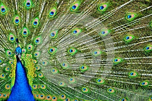 Peacock Tailfeathers